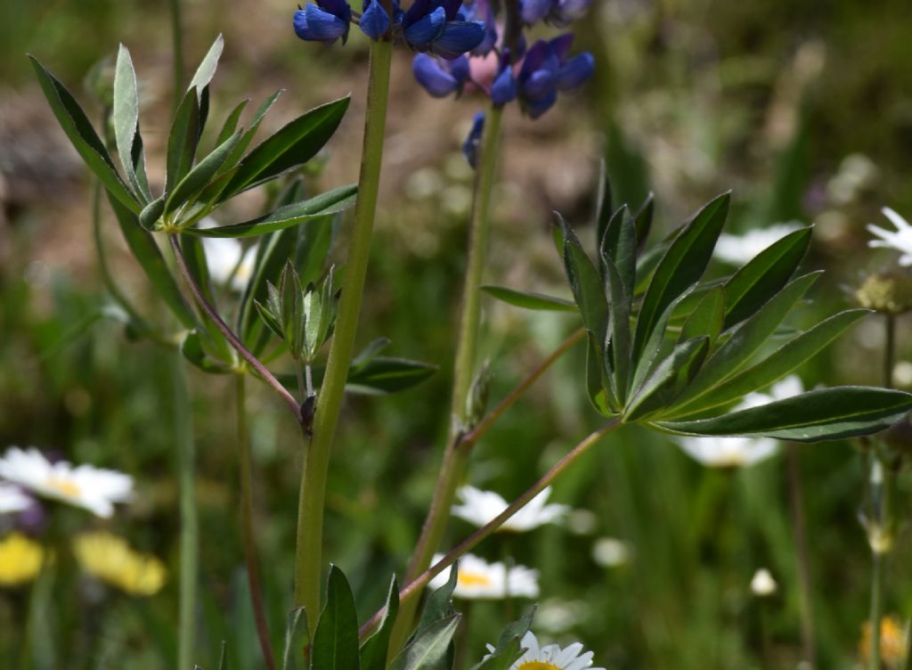 Lupino ... Lupinus polyphyllus